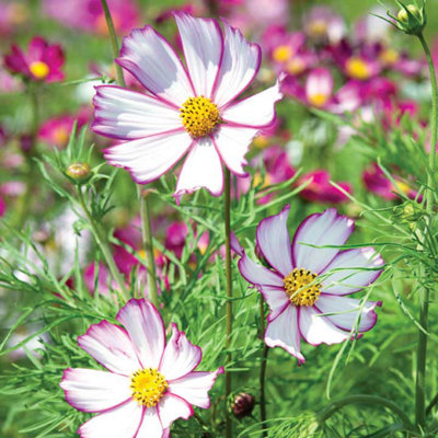 Thompson & Morgan Cosmos Tip Top Picotee 1 Seed Packet (65 Seeds) from B&Q
