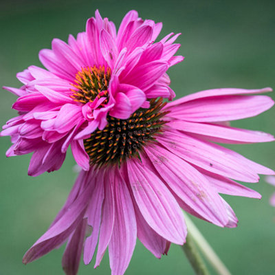 Thompson & Morgan Echinacea Doubledecker 1 Seed Packet (8 Seeds) from B&Q