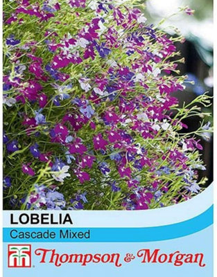 B&Q -  Lobelia Cascade Mix 1 Seed Packet (1000+ Seeds)