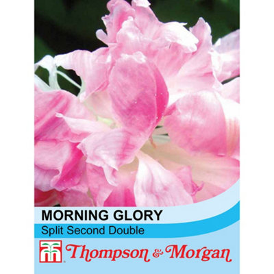Thompson & Morgan Morning Glory Split Second Double 1 Seed Packet (10 Seeds) from B&Q