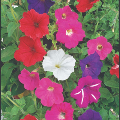Thompson & Morgan Petunia F2 Cheerful Mix 1 Seed Packet (850 Seeds) from B&Q
