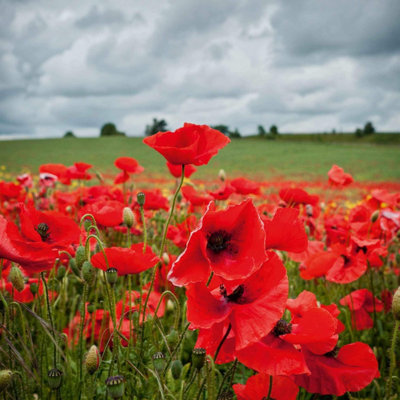 B&Q -  Poppy Field Poppy (Rhoeas) 1 Seed Packet (2800 Seeds)