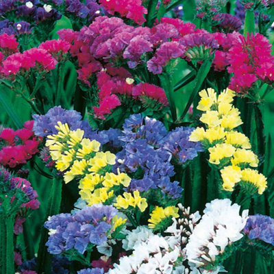 Thompson & Morgan Statice Special Mix 1 Seed Packet (80 Seeds) Light