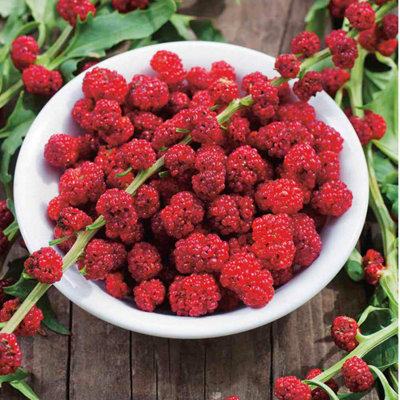 Thompson & Morgan Strawberry Sticks 1 Seed Packet (25 Seeds) from B&Q