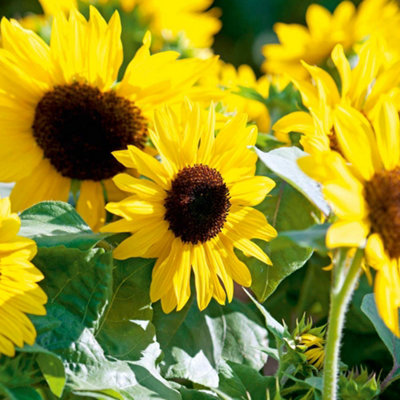 Thompson & Morgan Sunflower F1 Suntastic 1 Seed Packet (20 Seeds) Yellow