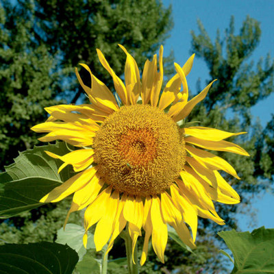 Thompson & Morgan Sunflower Pikes Peak 1 Seed Packet (15 Seeds) Golden