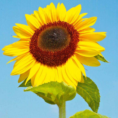 Thompson & Morgan Sunflower Titan 1 Seed Packet (20 Seeds) from B&Q