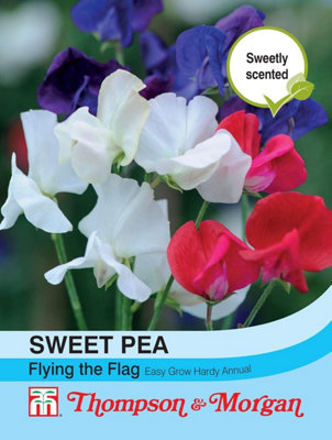 Thompson & Morgan Sweet Pea Flying The Flag 1 Seed Packet (20 Seeds) from B&Q