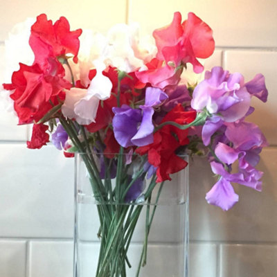 B&Q -  Sweet Pea Patriotic Mix 1 Seed Packet (25 Seeds)