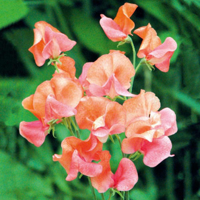B&Q -  Sweet Pea Prince Of Orange 1 Seed Packet (25 Seeds)