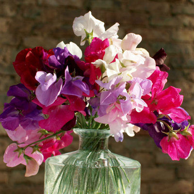 Thompson & Morgan Sweet Pea Supersonic 1 Seed Packet (20 Seeds) from B&Q