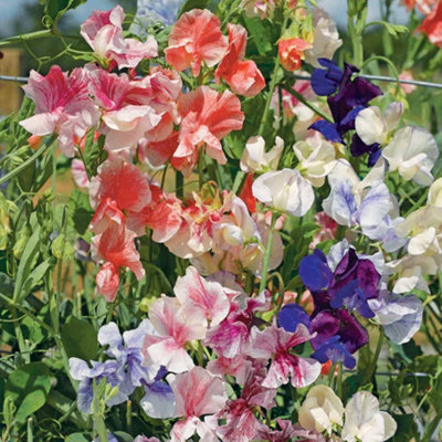 B&Q -  Sweet Pea True Fragrance 1 Seed Packet (25 Seeds)