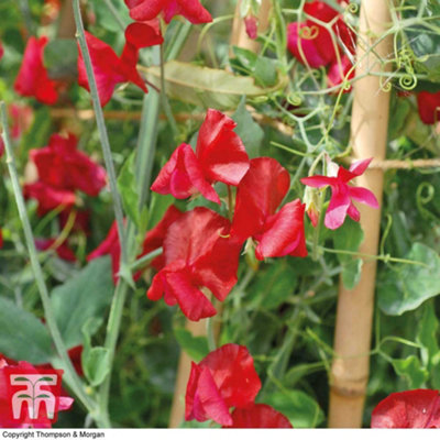 Thompson & Morgan Sweet Pea Winston Churchill 1 Seed Packet (22 Seeds) from B&Q