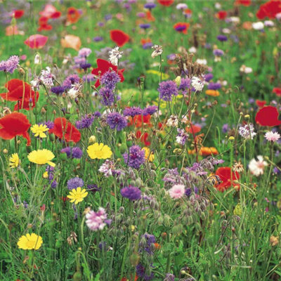 Thompson & Morgan Wildflower Collection5 Seed Packets from B&Q