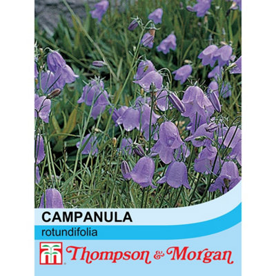 Thompson & Morgan Wildflower Harebell (Campanula Rotundifolia) 1 Seed Packet (1000 Seeds) from B&Q