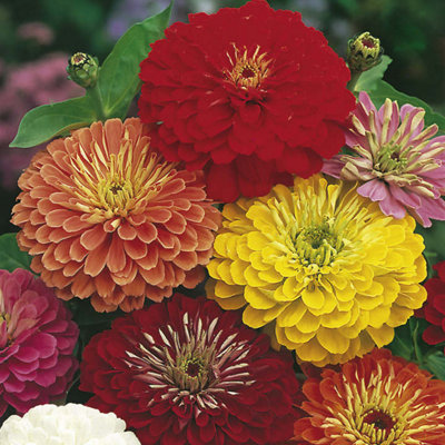 Thompson & Morgan Zinnia Fire-Works Mix 1 Seed Packet (120 Seeds) from B&Q