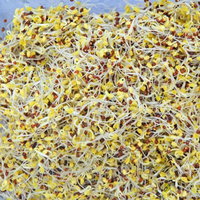 Thompson & Morgan Broccoli Green Sprouting SeedsQuick Harvest Nutrient-Rich Shoots. Great For Beginners & Kids. 1 Packet from B&Q