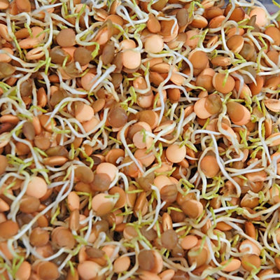 Thompson & Morgan Thompson And Morgan Sprouting Lentil Lens Culinaris Seeds Pack - Image 4