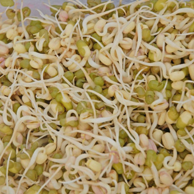 Thompson & Morgan Mung Bean Sprouting SeedsQuick Germinating Nutty Flavor Rich In Vitamins from B&Q