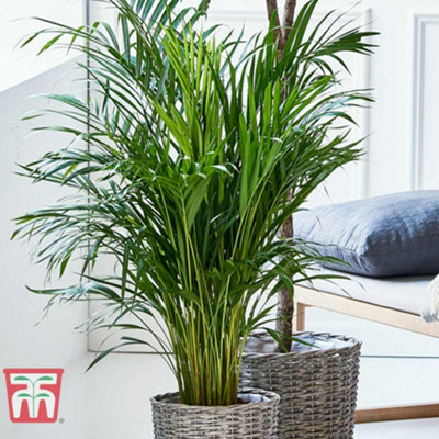 Thompson & Morgan HouseplantAreca Dypsis Palm Tree (Golden Cane Palm) 9Cm Potted Plant X 1 from B&Q