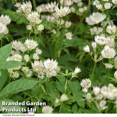 Thompson & Morgan Astrantia Major 1 Litre Potted Plantx 1 Silver/Light