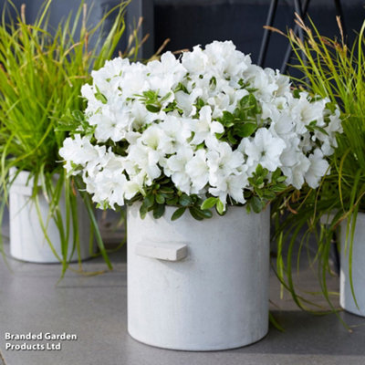 Thompson & Morgan Azalea Encore Pure White 3 Litre Potted Plant X 1 from B&Q
