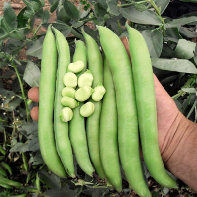 Thompson & Morgan Broad Bean Luz De Otono 1 Seed Packet from B&Q
