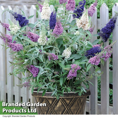 Thompson & Morgan Buddleja Buzz Collection 50mm Plug X 3 Contains 1 Each Of Buddleja Buzz IvoryLavender + Indigo 11281,kf6645,50683 from B&Q