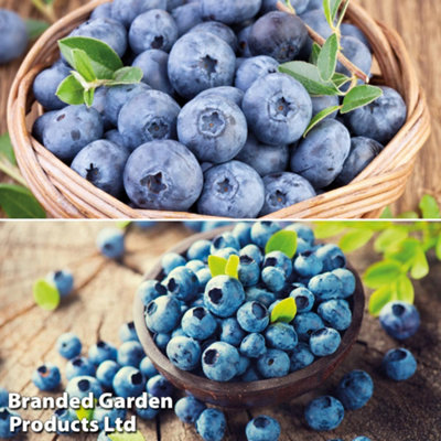 B&Q -  Grow Your Own FruitBlueberry (Vaccinium) Duo 9Cm Potted Plant X 2
