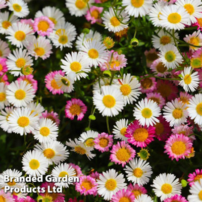 Thompson & Morgan Erigeron Karvinskianus 9Cm Potted Plant X 2 from B&Q