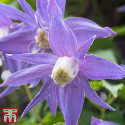 Thompson & Morgan Clematis Alpina 1.7 Litre Potted Plant X 1 from B&Q