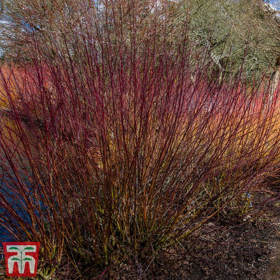 Thompson & Morgan Blue Cornus Amomum Cloud Potted Plant X 1 9Cm