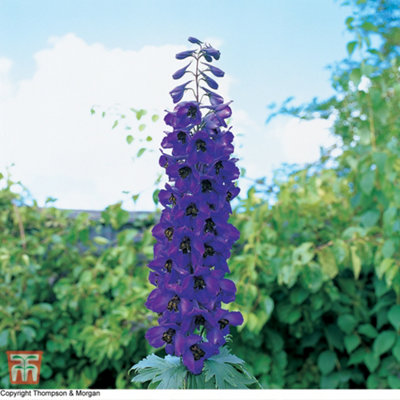 B&Q -  Delphinium Black Knight 9Cm Potted Plant X 2