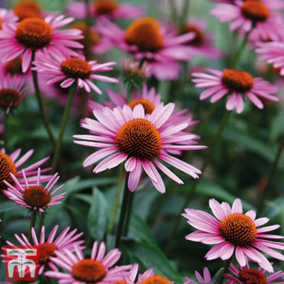 B&Q -  Echinacea (Cone Flower) Purpurea 1 Litre Potted Plant X 1