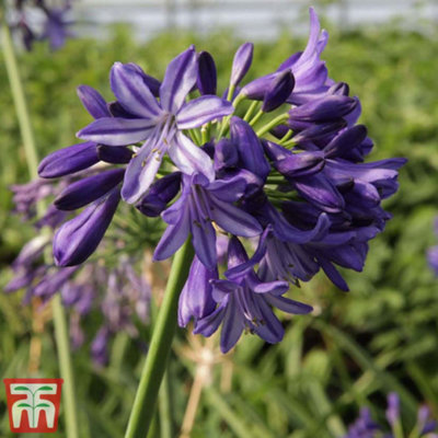 Thompson & Morgan Agapanthus Northern Star 9Cm Potted Plant X 1 Blue/Purple