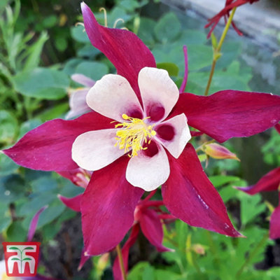 Thompson & Morgan Aquilegia Caerulea Crimson Star 9Cm Potted Plant X 1 from B&Q