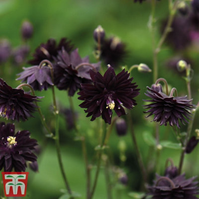 Thompson & Morgan Aquilegia Vulgaris Var. Stellata 'black Barlow'9Cm Potted Plant X 1 from B&Q