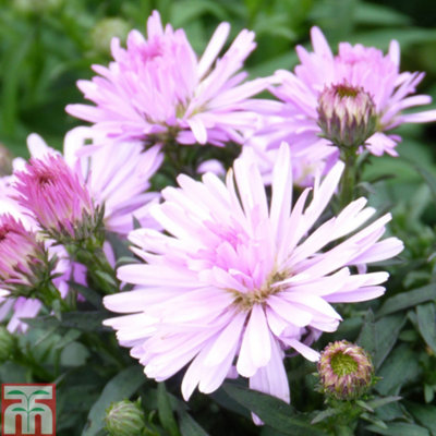 Thompson & Morgan Aster Chatterbox 2 Litre Potted Plantx 2 from B&Q