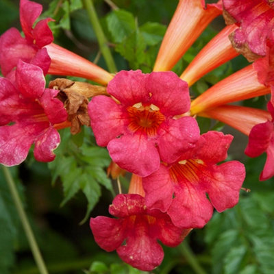 Thompson & Morgan Campsis Flamengo 1.7 Litre Potted Plant X 1 from B&Q