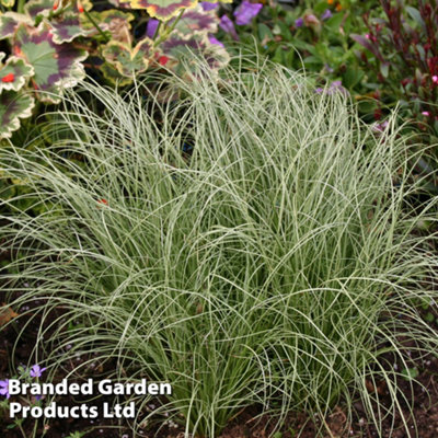 Thompson & Morgan Carex Comans Frosted Curls 1 Litre Potted Plant X 1 Green/Light