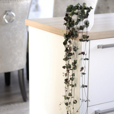 Thompson & Morgan HouseplantString Of Hearts Ceropegia Linearis Woodii10Cm Potted Plant X 1 + Incredifeed Drip Feeder from B&Q