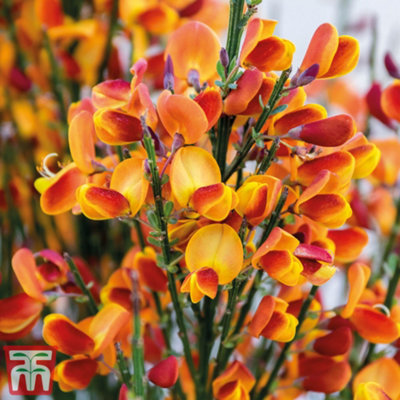 Thompson & Morgan Cytisus Lena 9Cm Potted Plant X 1 from B&Q