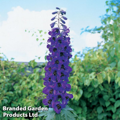 B&Q -  Delphinium Pacific Black Knight 1 Litre Potted Plant X 1
