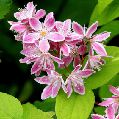 Thompson & Morgan Deutzia Yuki Cherry Blossom 3 Litre Potted Plant 30-40Cm X 2 from B&Q