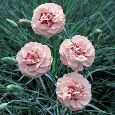 Thompson & Morgan Dianthus Doris 9Cm Potted Plant X 1 from B&Q