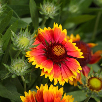 Thompson & Morgan Gaillardia Grandiflora Kobold 1 Litre Potted Plant X 2 from B&Q