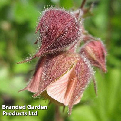 B&Q -  Geum Rivale 1 Litre Potted Plant X 1
