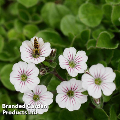 Thompson & Morgan Gypsophila Cerastioides 1 Litre Potted Plant X 1 from B&Q