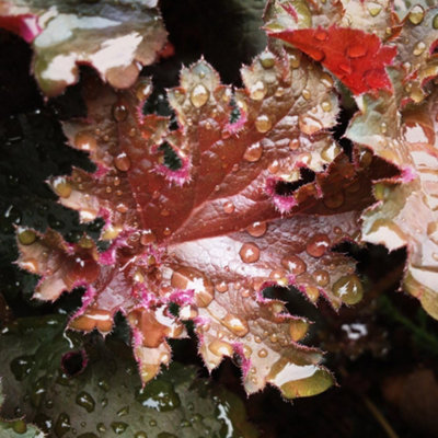 B&Q -  Heuchera Chocolate Ruffles 9Cm Potted Plant X 1