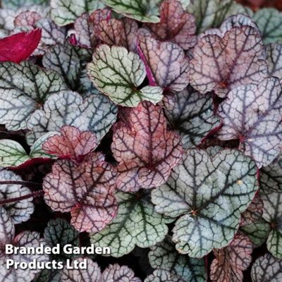 B&Q -  Heuchera Silver Scrolls 9Cm Potted Plant X 1
